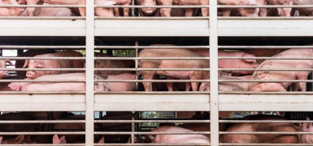 FOCUS: Feeding The Risk Society: Factory Farming And The Intensification Of Risk