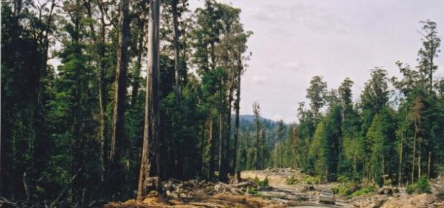 ‘Old, gnarly and 60 metres tall’: Contesting Forestry and Identity in Australia
